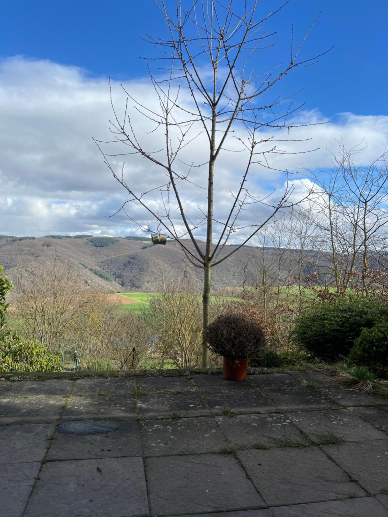 Ferienwohnung Pfalzblick Bacharach Kültér fotó